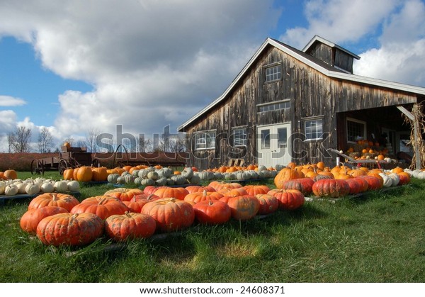 Pumpkin Barn Stock Photo Edit Now 24608371