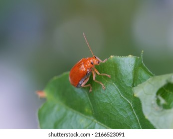 Pumpkin beentle Cucurbit Leaf Beetle or Yellow Squash Beetle it is classified as one of the insect pests , macro insects