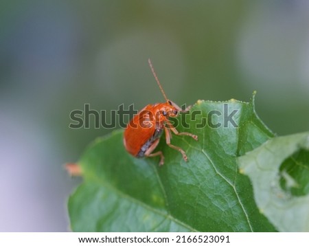 Pumpkin beentle Cucurbit Leaf Beetle or Yellow Squash Beetle it is classified as one of the insect pests , macro insects