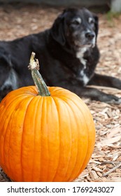 Pumpkin and big dog halloween