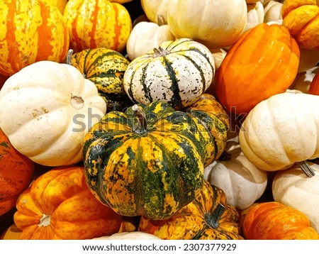 Similar – Image, Stock Photo Pumpkins Food Vegetable