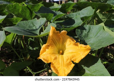 Pumpkin blossoms are nearing fruition, which are fully growing. of good farming in the vegetable garden Organically grown vegetables, for food and To maintain health, close-up photography, - Shutterstock ID 2197843945