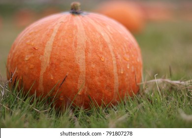 Pumpkin and drop water ,Selective focus