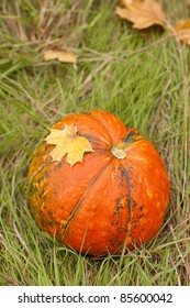 Pumpkin with fall leaves