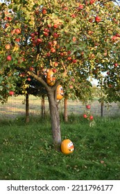 Pumpkin Family Photoshoot In My Backyard