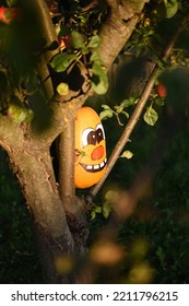 Pumpkin Family Photoshoot In My Backyard