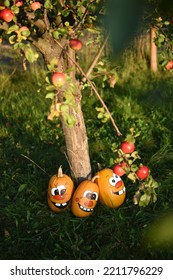 Pumpkin Family Photoshoot In My Backyard