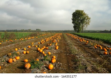 Pumpkin field
