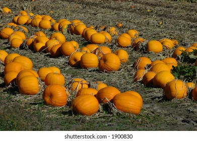 Pumpkin field