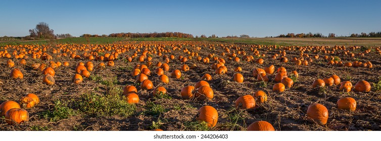 Pumpkin Field