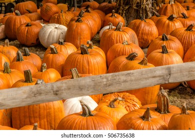 Lot of pumpkin in a field