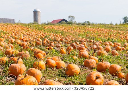 Pumpkin field in a country farm in Kentucky, USA.   Autumn landscape.