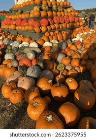 Pumpkin Field, patch with Large and small Pumpkins in Germany 