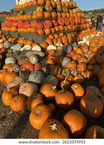 Pumpkin Field, patch with Large and small Pumpkins in Germany 