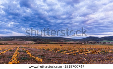 Pumpkin field at sunset. Beautiful landscape in Hungary. Autumn