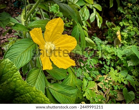 Pumpkin flowers - the forerunners of pumpkins that grow in bushes in the wild isolated on a green leaf background