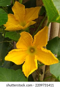 Pumpkin Flowers Or Japanese Pumpkins Weigh Up To 2 Kilograms Of Vines