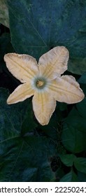 Pumpkin Flowers That Are Blooming And Will Become Fruit In The Near Future