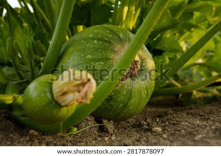 pumpkin fruit in the field