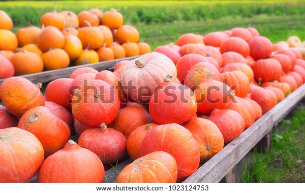 pumpkin fruit tray