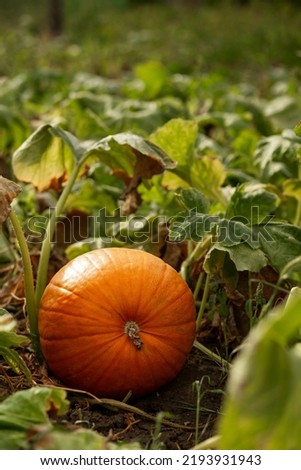 Pumpkin in the garden in the leaves. Agriculture, agronomy, industry