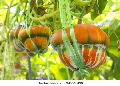 Pumpkin in the garden, orange, large and ripe, growing under sunlight