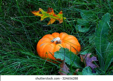 A Pumpkin in the grass.