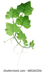 Pumpkin Green Leaves With Hairy Vine Plant Stem And Tendrils Isolated On White Background, Clipping Path Included.