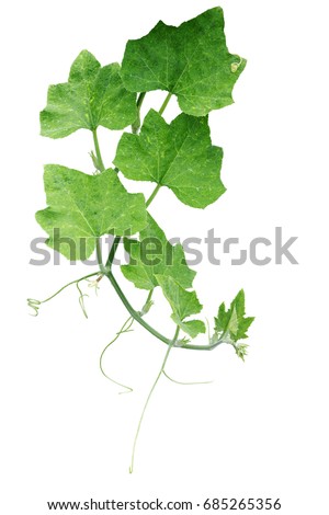 Pumpkin green leaves with hairy vine plant stem and tendrils isolated on white background, clipping path included.
