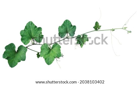 Pumpkin green leaves vine plant stem and tendrils isolated on white background, clipping path included.	