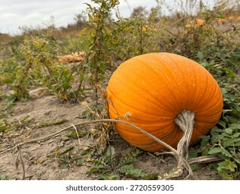 Pumpkin Growing on The Vine in a Pumpkin Patch