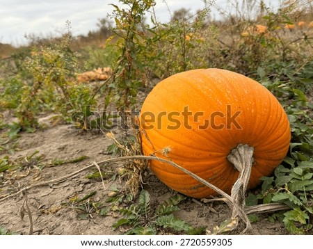 Pumpkin Growing on The Vine in a Pumpkin Patch