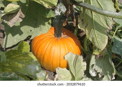 A Pumpkin Growing On A Vine At Pollock Country Park, Ready For The Halloween Season 