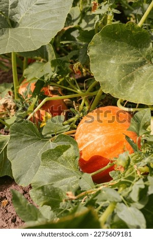 Pumpkin growing in the vegetable garden. Pumpkin plant. Growing pumpkins.