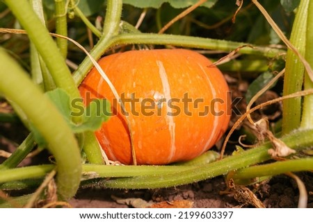 Pumpkin growing in the vegetable garden. Growing pumpkins. 