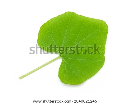 pumpkin grreen leaf isolated on white background