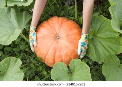 A pumpkin in the hands of a gardener, organic farming, melons and gourds with a harvest. Growing vegetables for vegetarian food under mulch. - Shutterstock ID 2148157281