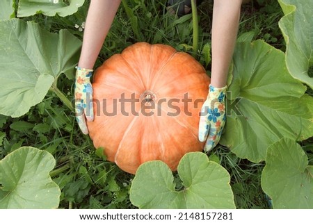 A pumpkin in the hands of a gardener, organic farming, melons and gourds with a harvest. Growing vegetables for vegetarian food under mulch.