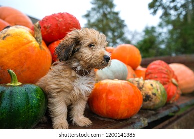 Pumpkin harvest in autumn or fall. Cute, wet puppy is sitting in trailer and guarding pumpkins during rain storm and bad weather. Beautiful, colorful autumn background