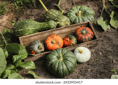 Pumpkin harvest in garden. Freshly harvested orange and green pumpkins on garden bed in wooden box on soil ground close up - Powered by Shutterstock