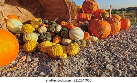 Pumpkin Harvest And Thanksgiving Day Season. Baskets Decorated With Pumpkins And Gourds For Agritourism Or Agrotourism. Holiday Autumn Festival Scene And Celebration Of Fall At Golden Hour. 