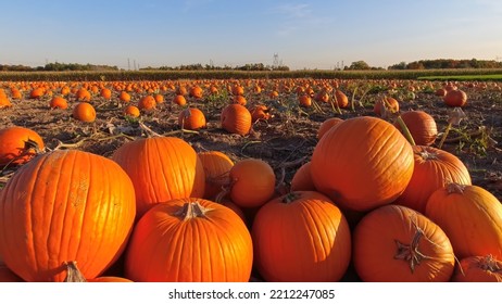 Pumpkin Harvest And Thanksgiving Day Season. Golden Hour At Farm With Pumpkins For Agritourism Or Agrotourism. Holiday Autumn Festival Scene And Celebration Of Fall. Pick You Own Pumpkins Sale.