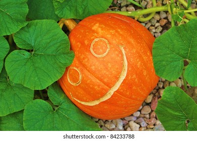 Pumpkin head - Powered by Shutterstock