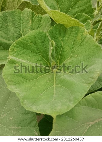 Pumpkin leaf on its vine (Cucurbita spp.) is shown with its broad lobed shape, prominent veins, and vibrant green color growing naturally among healthy creeping stems The lush foliage plays a vital role in supporting plant growth and fruit development Natural sunlight enhances botanical detail, texture, and seasonal beauty in an outdoor garden environment