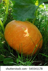  Pumpkin and leaf with sun-ray