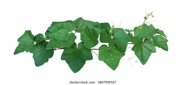 Pumpkin Leaves Vine Plant Stem And Tendrils Bush Isolated On White Background, Clipping Path Included.	