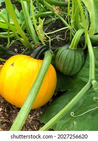 Pumpkin On The Vine Fresh