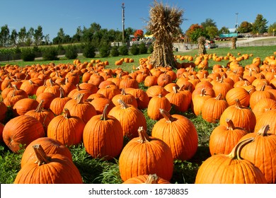Pumpkin Patch Background Images Stock Photos Vectors Shutterstock - roblox pumpkin patch background
