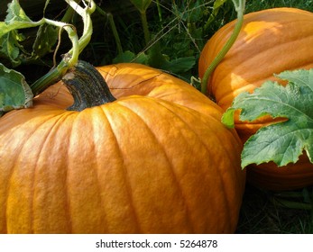 Pumpkin patch close up