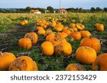 Pumpkin patch during harvesting time on October, taken on Dunham, Greater Manchester